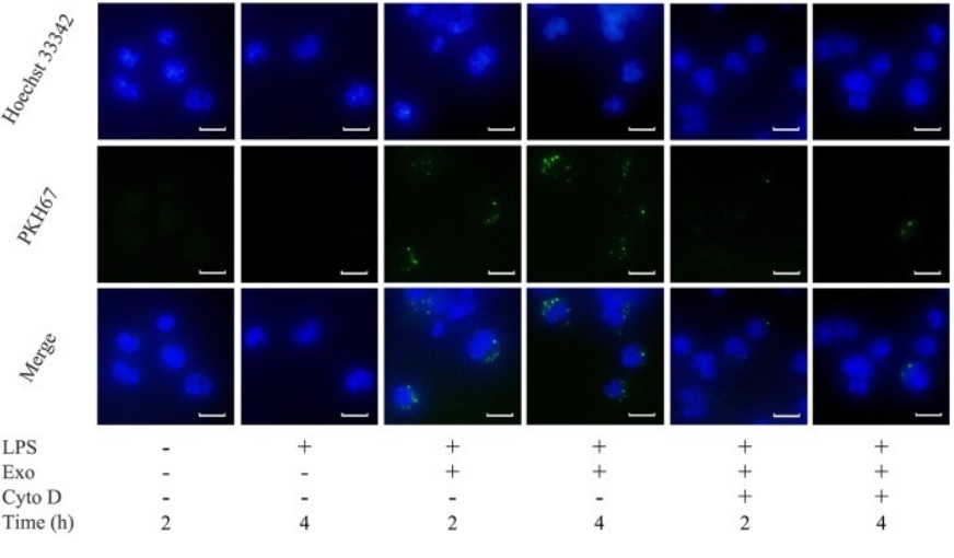 Exosome Engineering Services